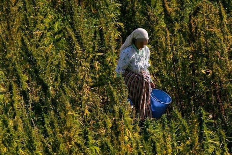 Royal pardon for those convicted in cannabis cultivation cases