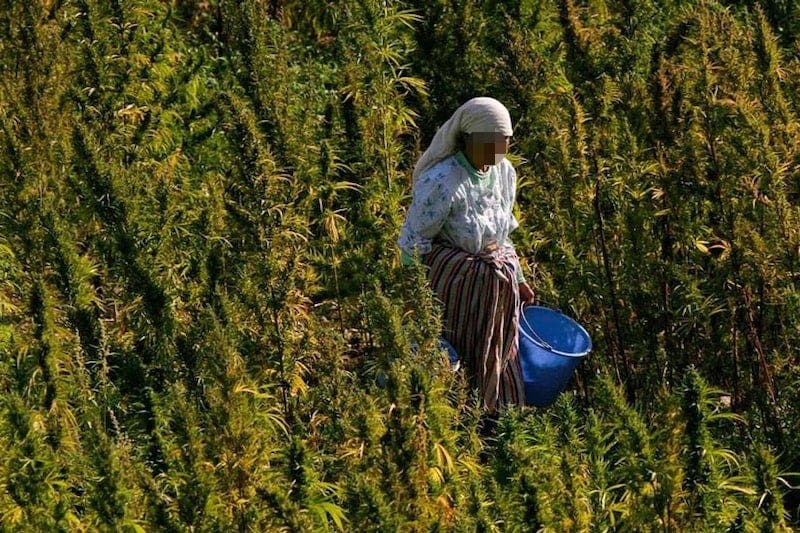 Royal pardon for those convicted in cannabis cultivation cases