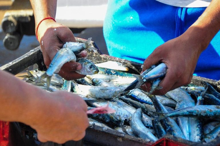 Sardine prices begin to gradually decline as summer draws to a close
