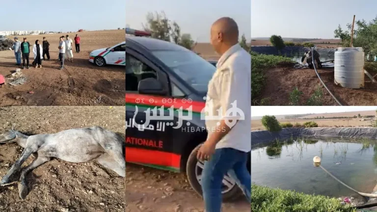 Six horses died and two people were taken to the emergency room, alerting the authorities in Settat.