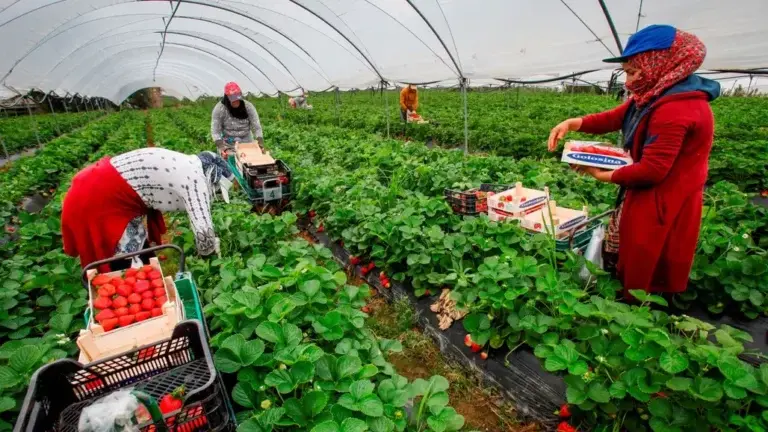 L'Espagne demande d'imposer des droits de douane sur les fraises marocaines
