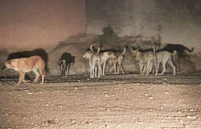 Stray dogs invade the streets and alleys of Errachidia – HIBAPRESS