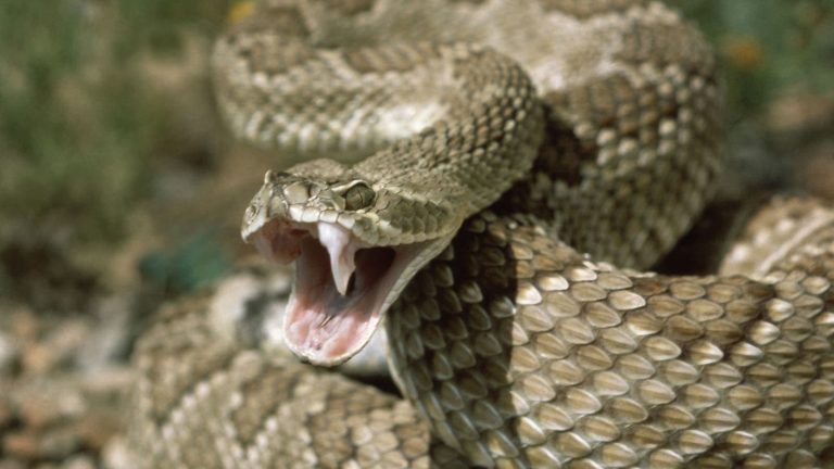Tata: Asafin.. Snakebite sends woman to regional hospital emergency room