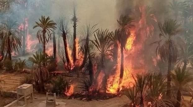 Tata : À cause d'un incendie... des hectares de palmiers ont été détruits dans l'oasis d'Akhrad