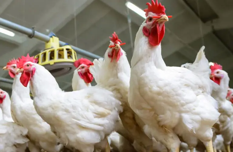 With the end of the summer season, chicken prices have seen a slight decline