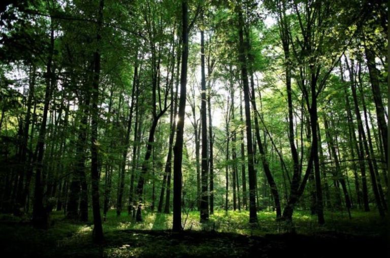 Without water or food for 40 days… a woman was found tied by her husband to a tree in a forest (video)