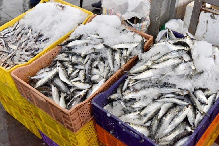 After exceeding 40 dirhams per kilo in summer, the price of sardines is gradually falling