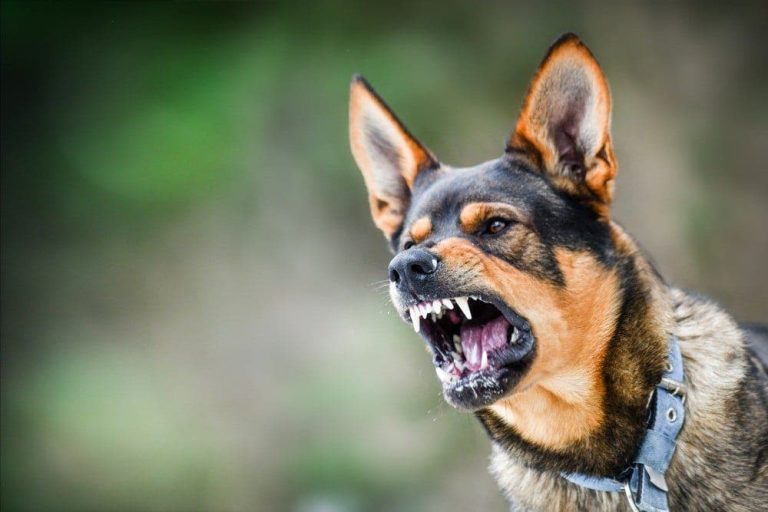 Agadir: Stray dog ​​attacks “doctor” and injures her