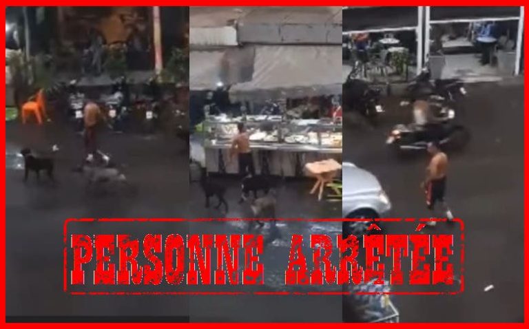 Al-Bayda Security Arrests Person Who Violently Attacked His Victim and Incited Ferocious Dogs Against Her