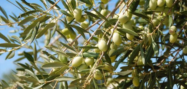 Exige que le gouvernement divulgue ses mesures pour préserver la chaîne de production d'olives