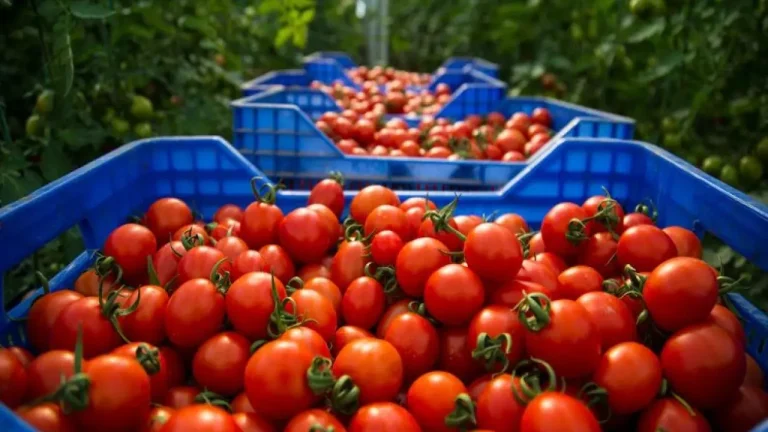 Drop in Moroccan tomato exports to European Union countries