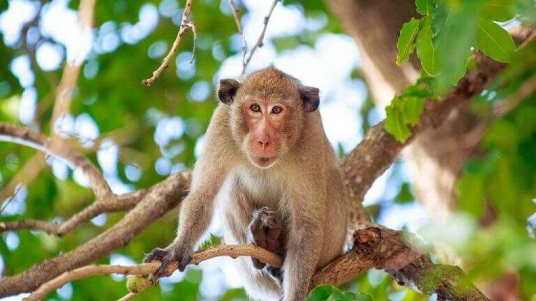 Endangered monkey seized in Driush