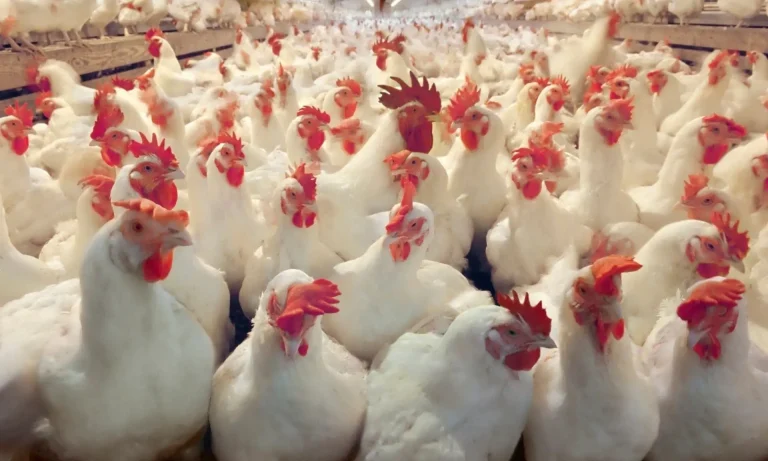 Including a group leader… 4 people involved in the theft of a “chicken farm” at El-Sraghna castle were arrested