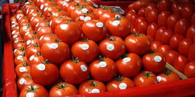 Les tomates marocaines envahissent les marchés britanniques et font perdre la tête à l'Espagne