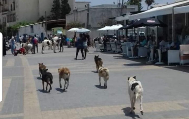 Mules, donkeys and dogs invade passers-by on the “Corniche” of Mohammedia and the authorities are in a state of sleep