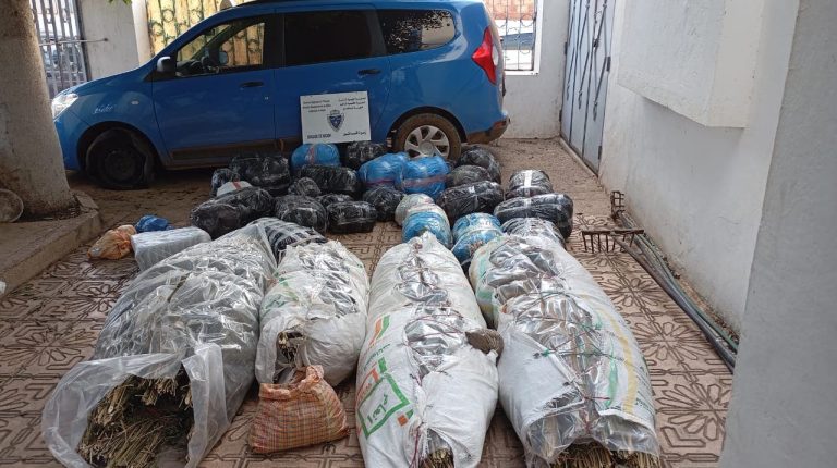 Nador customs seizes 700 kilograms of “Taba” and 83 Sanabel Kif