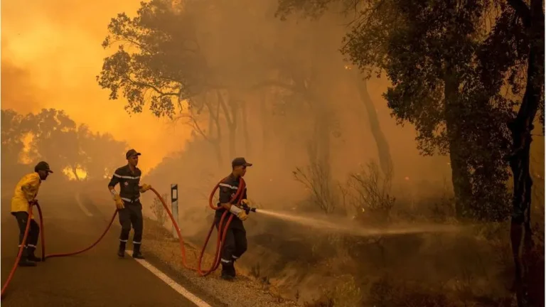 Official…a significant decrease in the number of forest fires in Morocco
