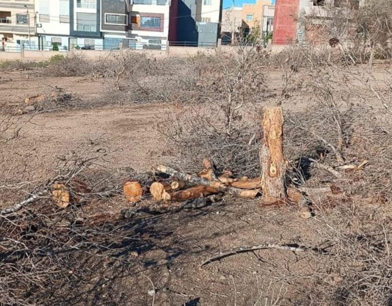 Oujda.. The pine forest is subjected to the most appalling exploitation