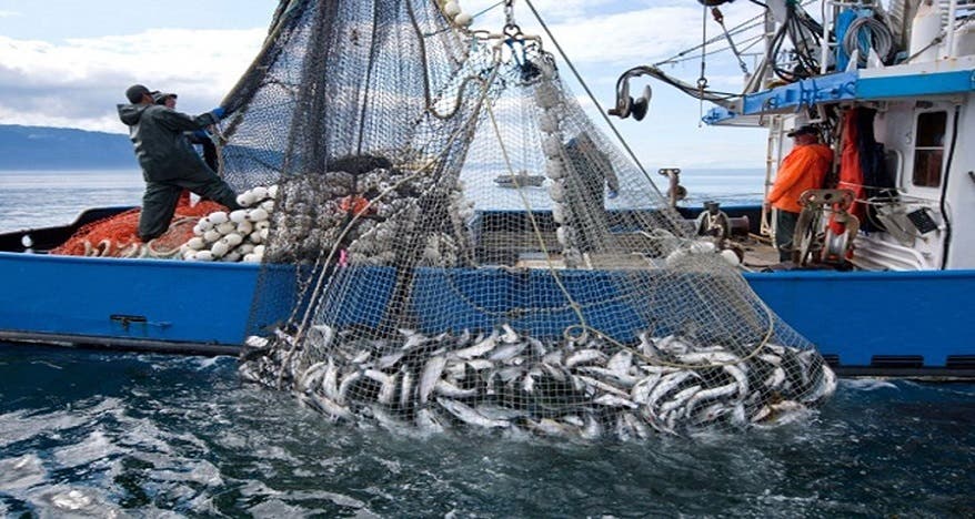 Russian imports of Moroccan fish and marine products decrease by a third