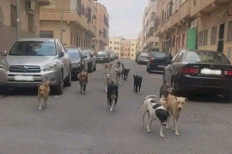 Settat experiments with nomadism and medieval aspects “Photos”