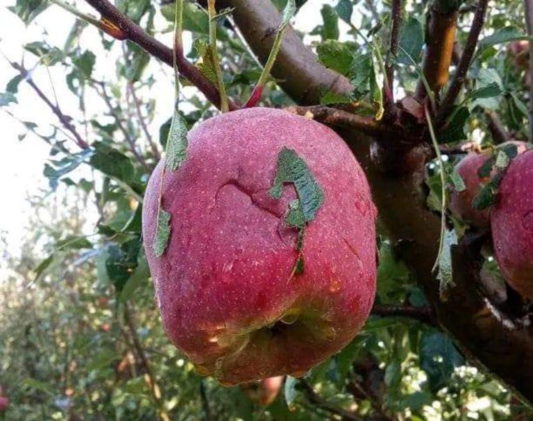 Storm in Midelt causes significant loss of apple harvest