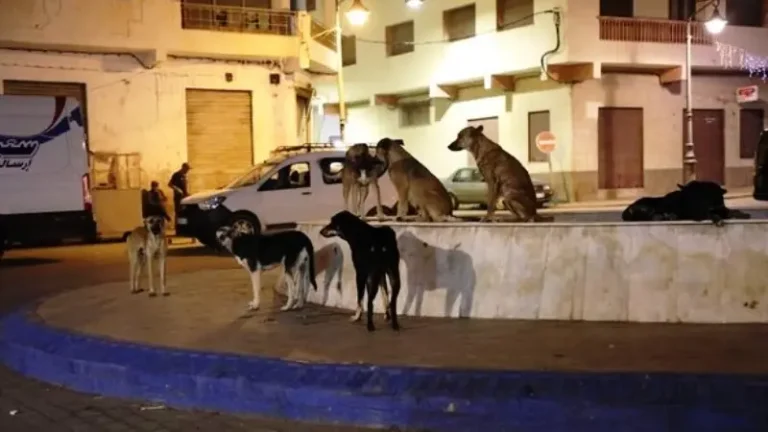 Stray dogs invade the neighborhoods of Al Hoceima and its suburbs