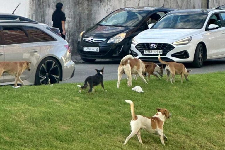 Stray dogs invade the streets of Tangier again