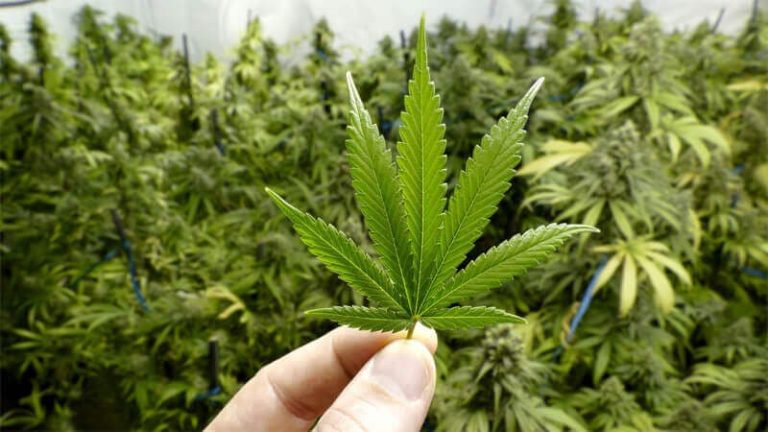Taounate: Inauguration of the first legal Indian hemp processing plant