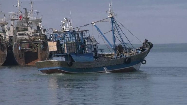 To protect young octopuses, the Ministry of Maritime Fisheries takes this measure