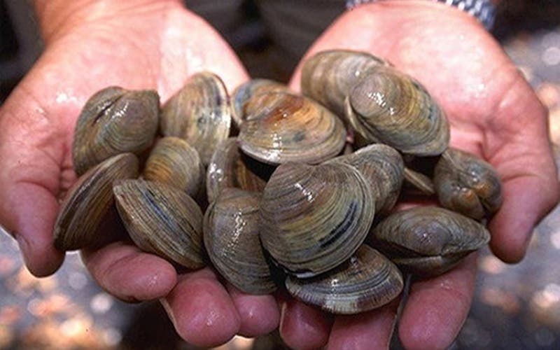 Agadir.. Ban on the collection and marketing of shellfish in the Imi Ouaddar region