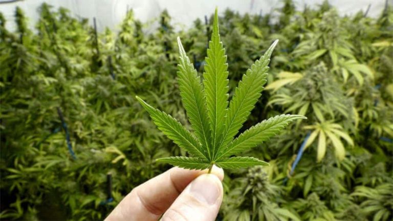 Allocate 900 million to equip cannabis factories in Chefchaouen, Al Hoceima and Taounate