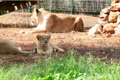 Azaghar, a Berber name meaning plains for the new Atlas lion cub, who fits perfectly into his group of lions at the Rabat zoo