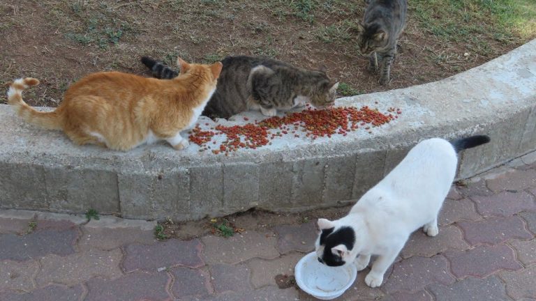 Berkane.. The group imposed a fine of 1,000 dirhams for each cat on all those who fed stray cats