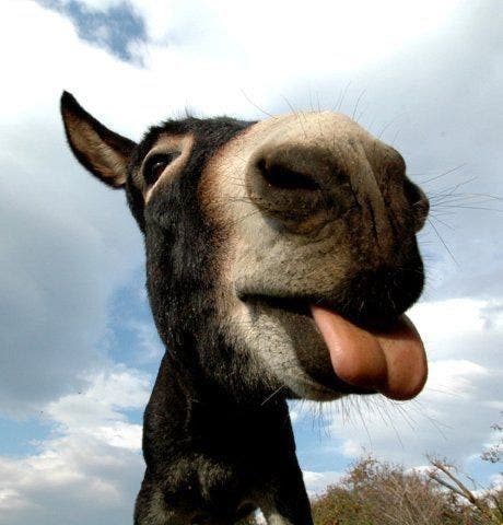 Detained charlatan Sidi Bennour sold “donkey’s tongue” for 500 dirhams