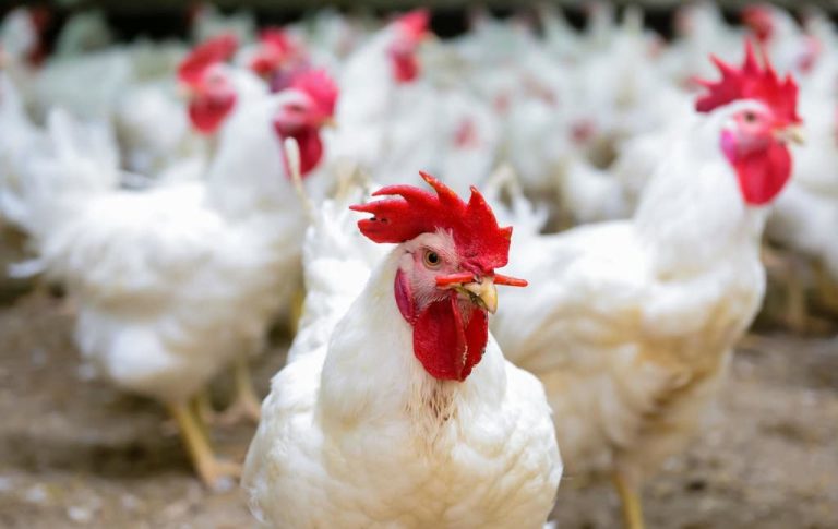 During a meeting with the Minister of Agriculture, poultry professionals confirm the drop in prices