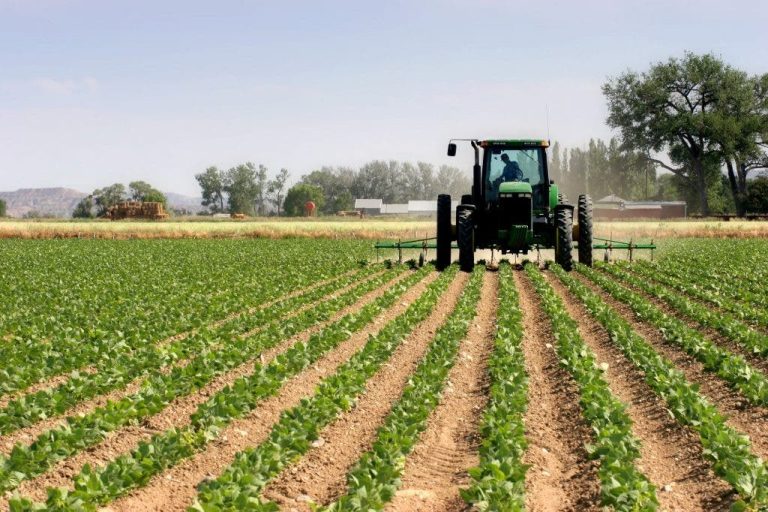 FAO: “Morocco is making great efforts to improve food security and develop agriculture”
