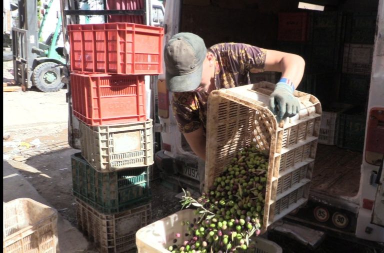 Garsif.. Olive transactions number in the billions, and traders complain about the absence of a private market (video)
