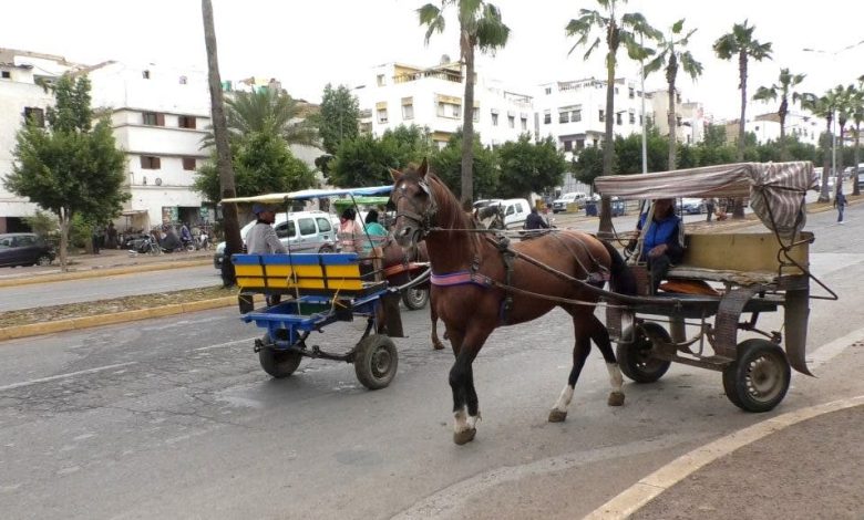 Muhammadiyah authorities launch campaign against buggy owners