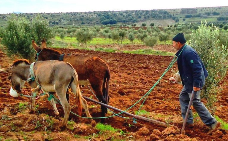 October rains give hope to farmers after years of drought
