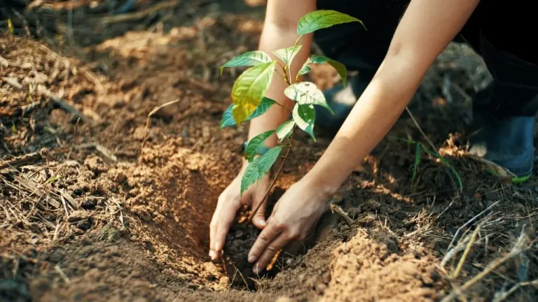 Oujda: Environmental activists launch an initiative to support the planting of a million trees