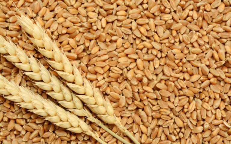 Parliamentarian calls on “Al-Siddiqi” to supply the market with sufficient quantities of cereals