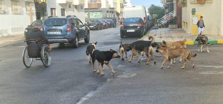 Salty.. The proliferation of stray dogs arouses the anger of residents of the Tabriket district