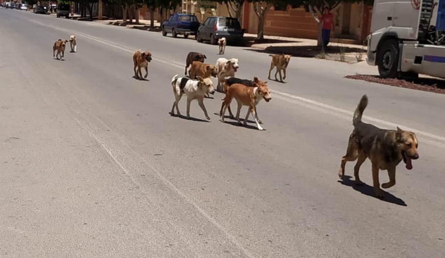 Settat.. Stray dogs threaten the safety of citizens, and there is no life for those who call
