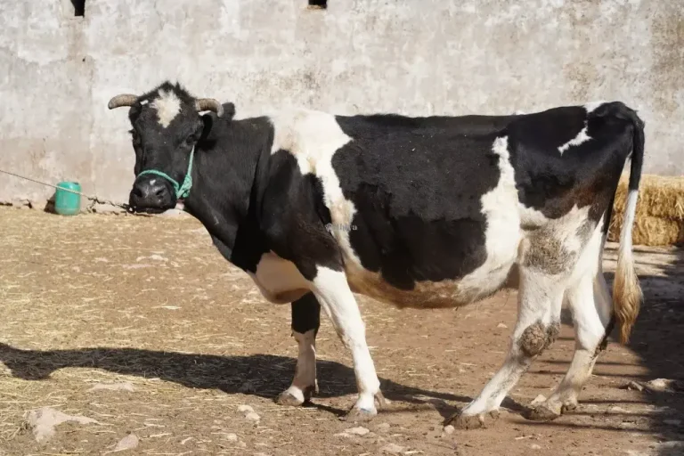 Shocking in the new... A cow ate a farmer's crop, so he attacked, beat and killed her.