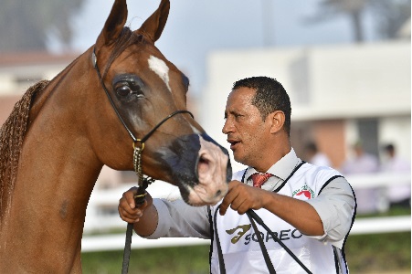 The 15th edition of the El Jadida Horse Show attracted nearly 200,000 visitors