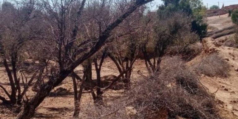 The “drought” of olive trees in Fqih Bensalah and El-Sraghna Castle reaches Parliament