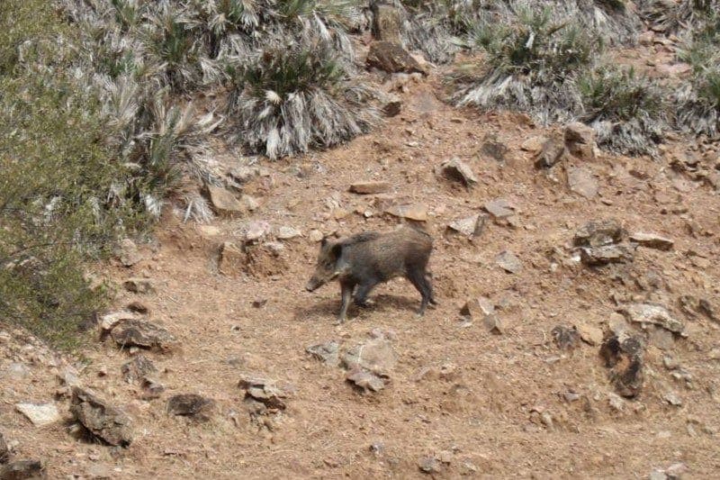 “Wild pigs” worry volcano residents and demand intervention
