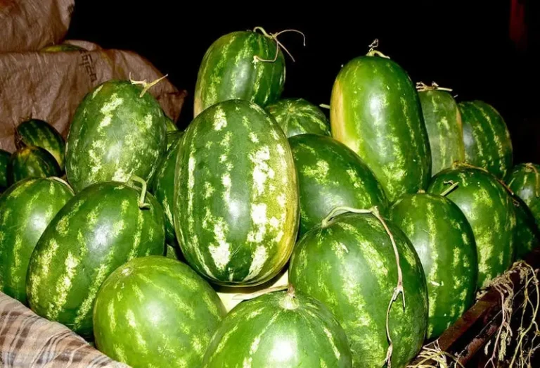 Zagora authorities impose strict restrictions on watermelon cultivation