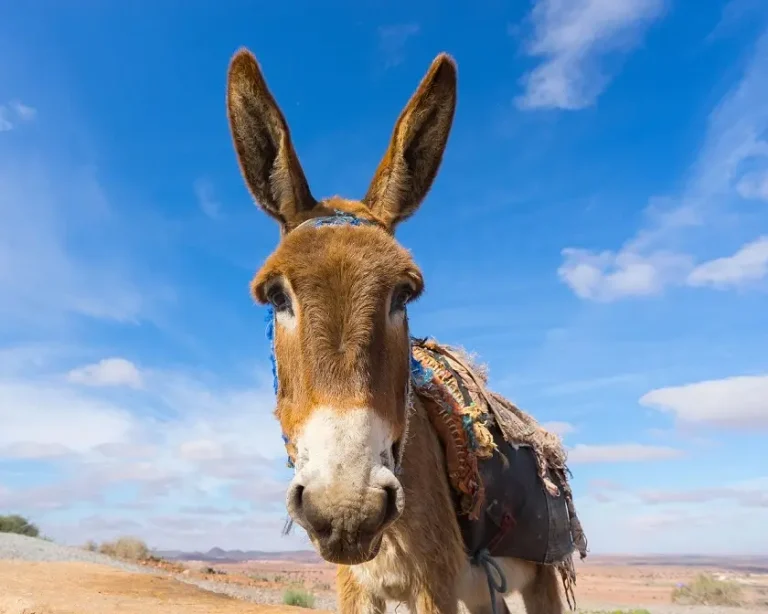 A donkey's head was found in the Anasi district of Al-Bayda. “Calls to confront the phenomenon”