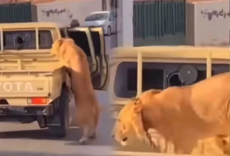 A lion falling from a car in the streets of Libya ignites social networks (video)